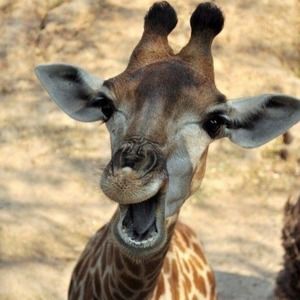 Meet your Posher, Tracy